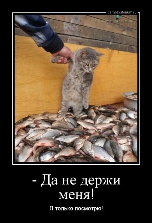 Новые, прикольные демотиваторы на любой вкус 