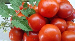 В Украине вырастили необычные томаты