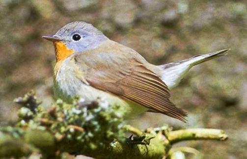 Мухоловка — птица миниатюрная и красивая