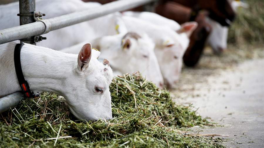 В Греции запретили перемещение коз и овец с ферм из-за распространения чумы