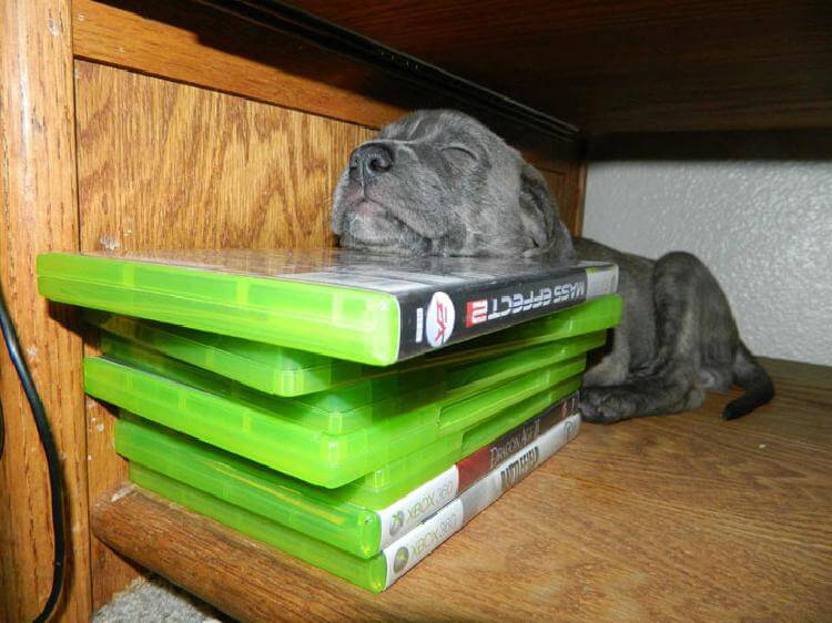 25 милейших щенков, готовых спать при любых обстоятельствах 25 милейших щенков, готовых спать при любых обстоятельствах животные