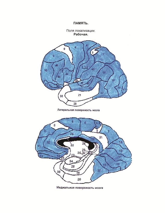Рабочая память. Рабочая память человека. Рабочая память мозга. Область мозга краткосрочная память. Память анатомия.
