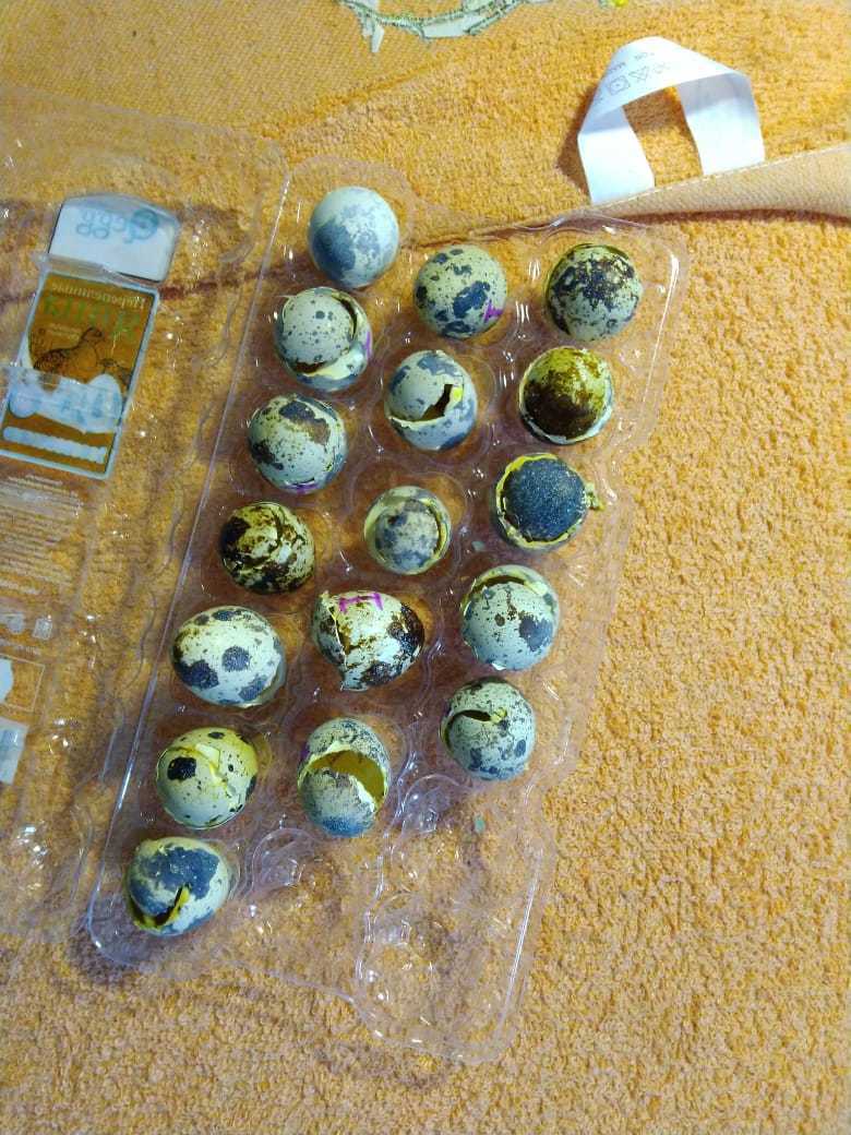 можно ли вывести цыплят из магазинных. инкубация цыплят курей. птенец в магазинном яйце. вывод цыплят в инкубаторе. можно ли вывести цыплят из магазинных.