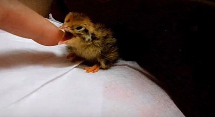 Купив перепелиное яйцо, она положила его к попугаю, чтобы посмотреть, что произойдет Купив перепелиное яйцо, она положила его к попугаю, чтобы посмотреть, что произойдет животные,питомцы,факты