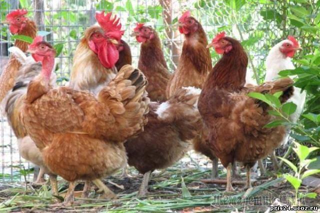 БАБЫ-ДУРЫ ИЛИ КУРЫ??? - свежие новости на Toplenta по теме Чтоб