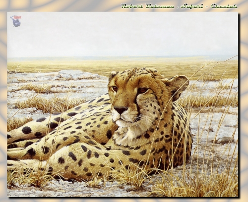Художник Роберт Бейтман | Robert Bateman (363 работ)