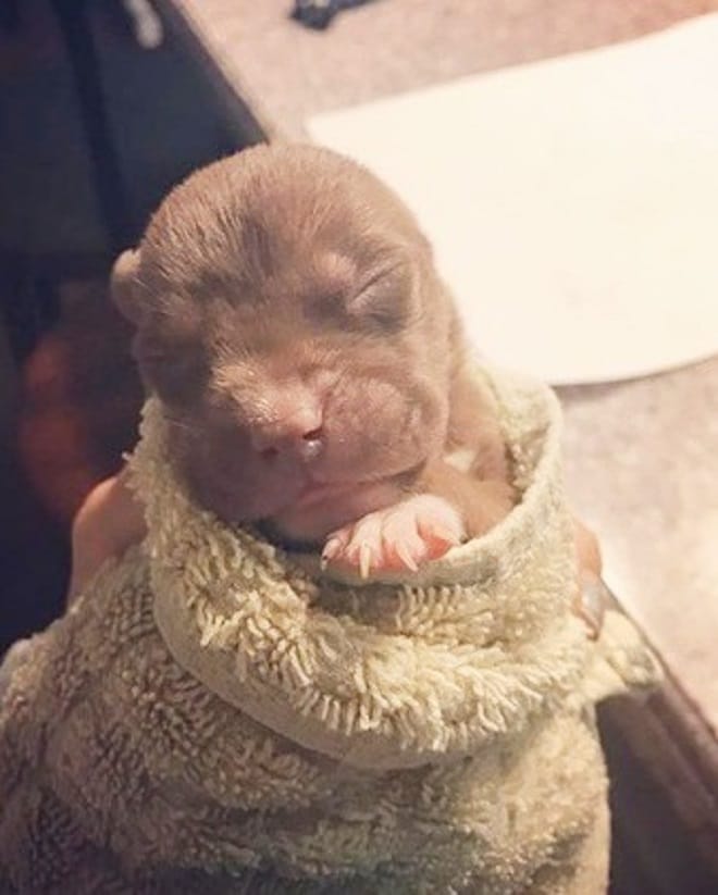 Щенок в полотенце