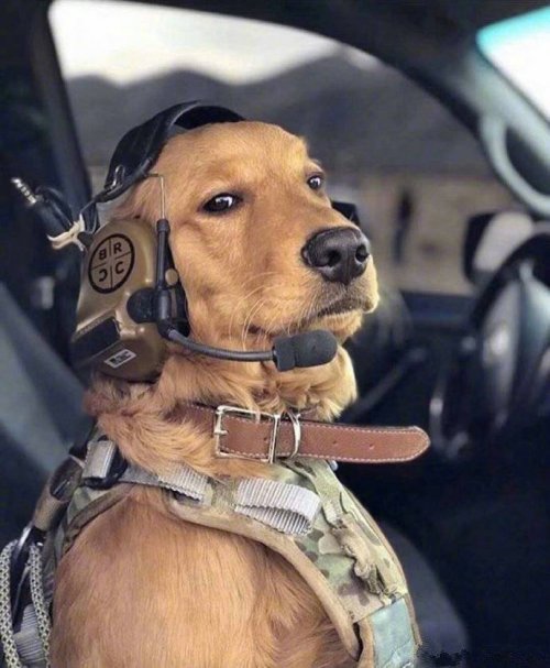 Подскажите, как действуют таблетки для посудомоечной машины? Уже съела три штуки, а мыть посуду всё равно не хочется... анекдоты,веселые картинки,демотиваторы,юмор