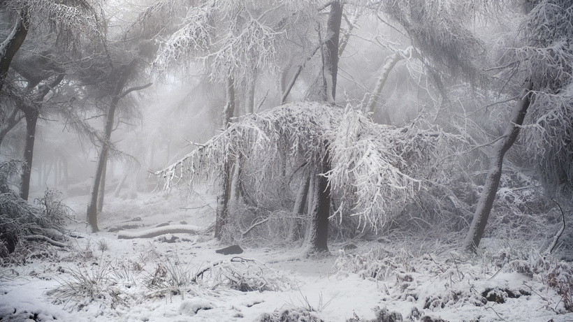 Главные победители Wildlife Photographer of the Year