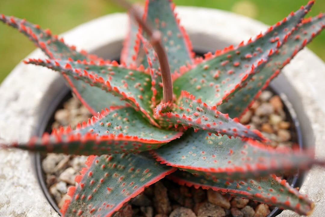 7 восхитительных красных суккулентов может, будет, растение, высоту, листьями, поэтому, суккулент, легко, которые, отлично, можно, подходящую, растёт, всего, также, диаметре, растения, могут, выпускает, суккулента