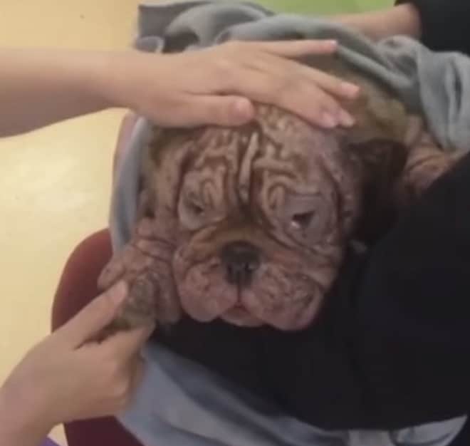 Облезлая собака