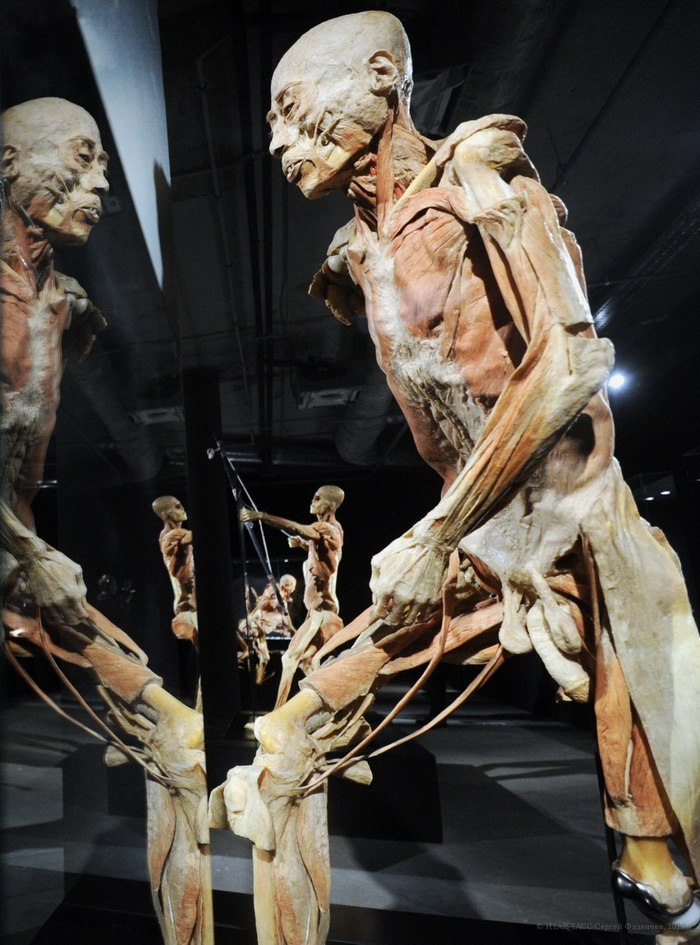 Скандальный Музей человеческого тела MeMu в Берлине интересное