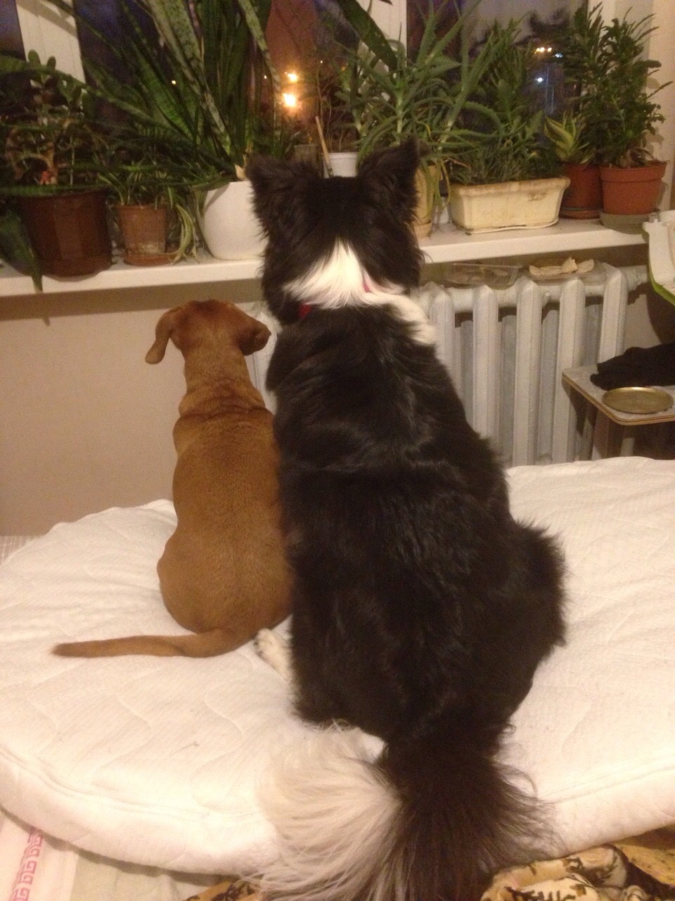 собаки у окна