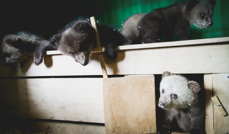 Шесть зоопарков в Карелии работают без лицензий