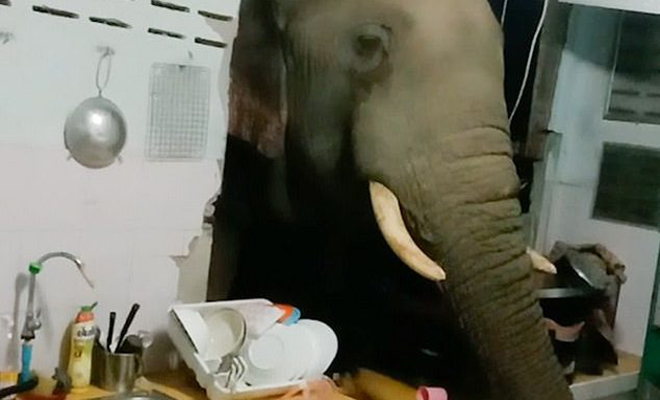 В Таиланде слон почувствовал запах еды и вошел в дом через стену Рачадаван, прямо, природы, кухне, незваного, гостя, дикой, Пхунгпрасоппорн, охране, Офицер, службы, соответствующие, вызвали, место, семьи, прогнали, потом, видео, происходящее, сняли