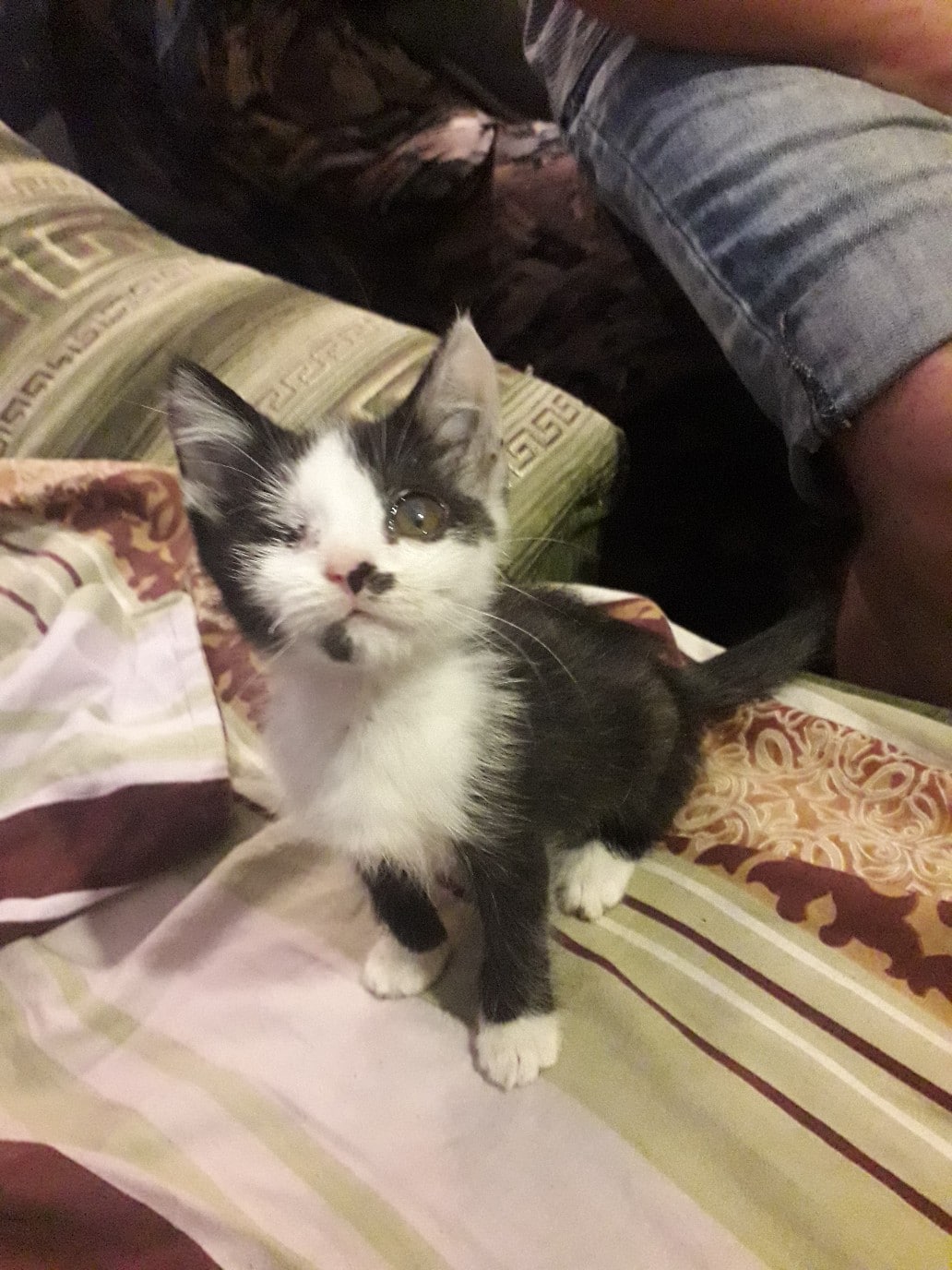 котенок в доме