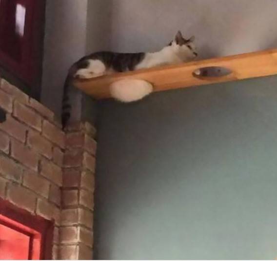 12 котов, которые разбавили серые будни своих хозяев 