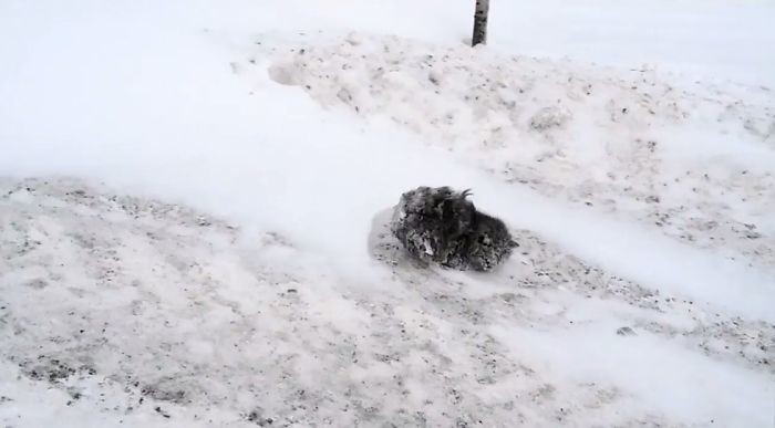 Маленькое чудо екатеринбург, котенок, коты, кошки, урал, хорошие люди, чудо