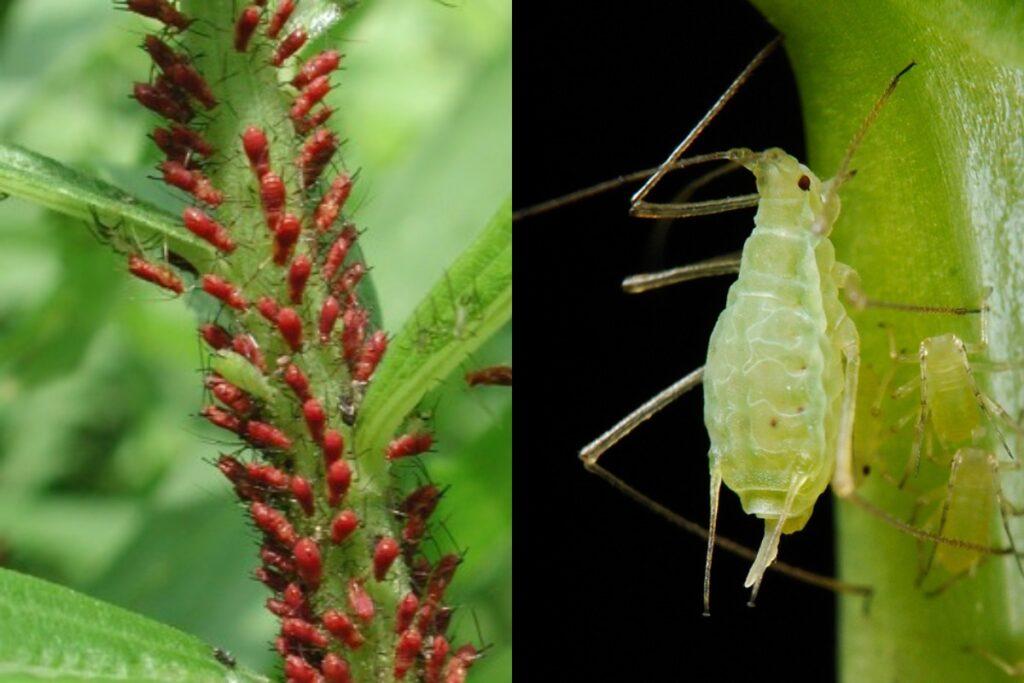 Без химии и лишних трат: как навсегда избавиться от тли — спасаем свой сад