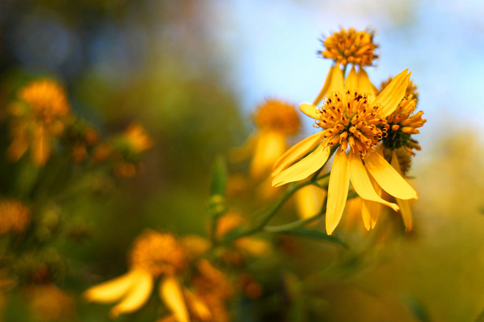 Осеннее настроение Осеннее настроение настроение,осень,позитив,природа