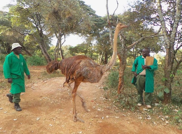 Осиротевший слоненок утешается объятиями спасенного страуса 