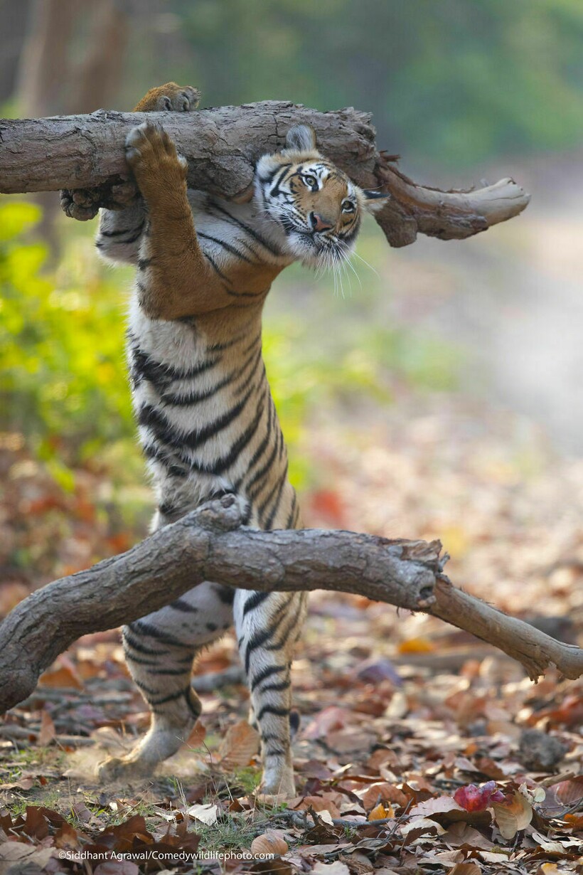 10 самых смешных снимков животных с конкурса Comedy Wildlife Photography