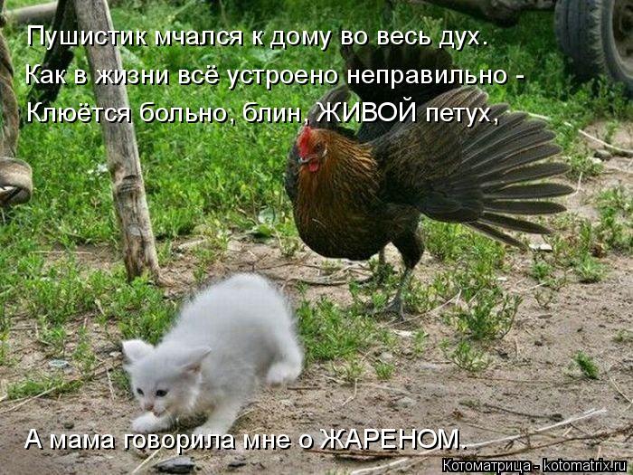 Где клюет петушки Где клюет петушки
