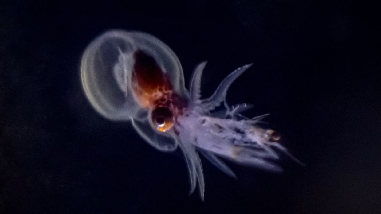 «Гигантское потомство»: в Приморском океанариуме подрастают мальки осьминога 