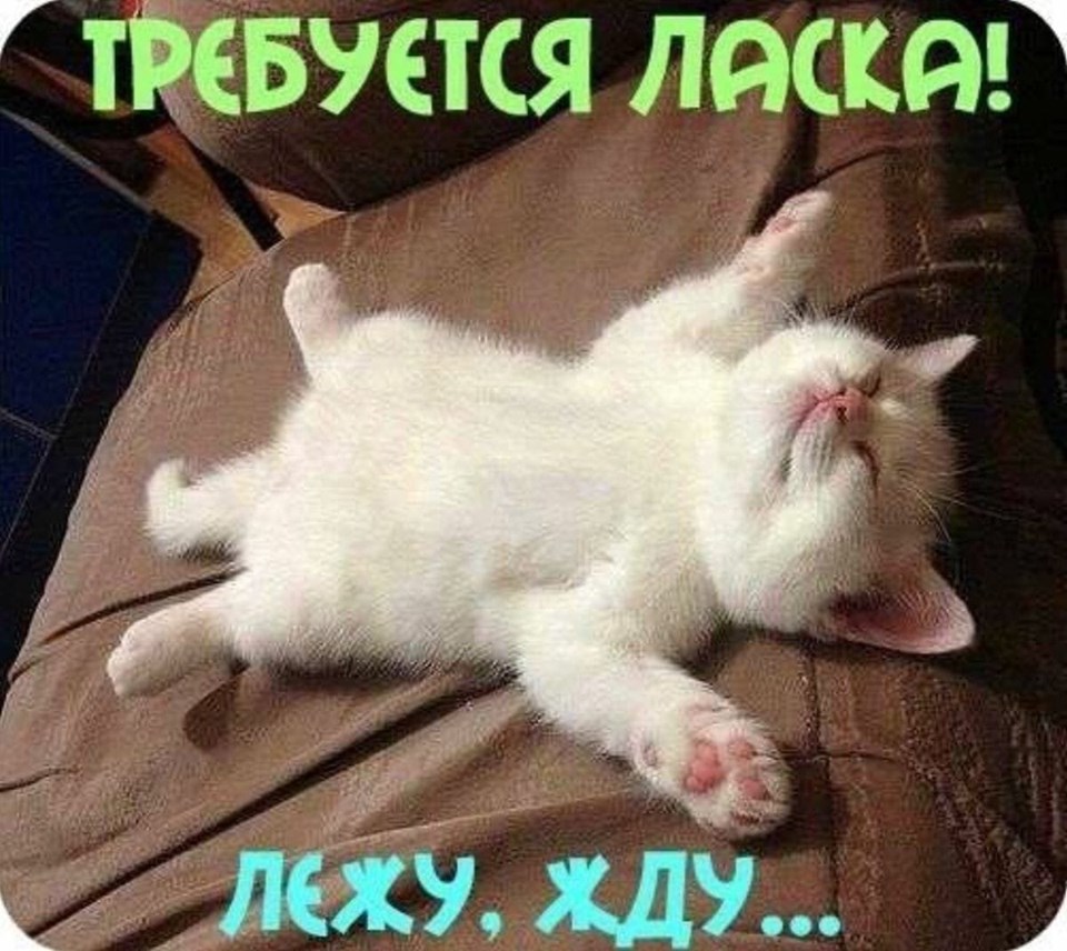 Муркотушки! демотиваторы,животные,позитив,Смешные животные
