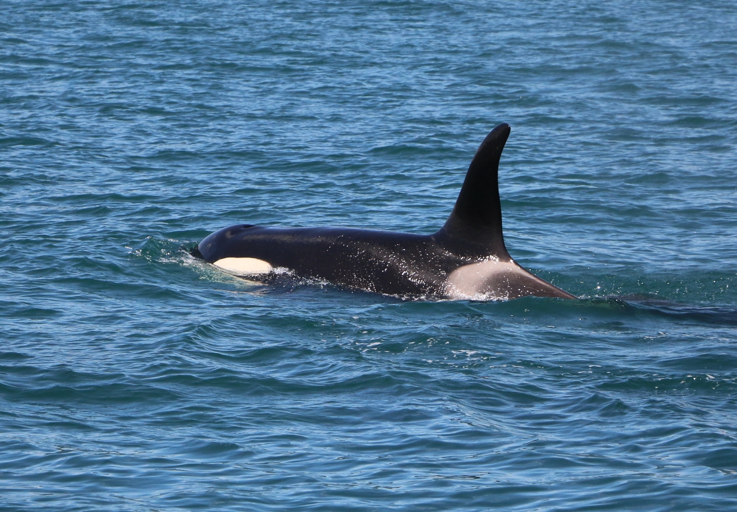Камчатка. Часть 1-я. Вдоль камчатского берега - великолепие пейзажей и удивительный животный мир прибрежных вод. 
