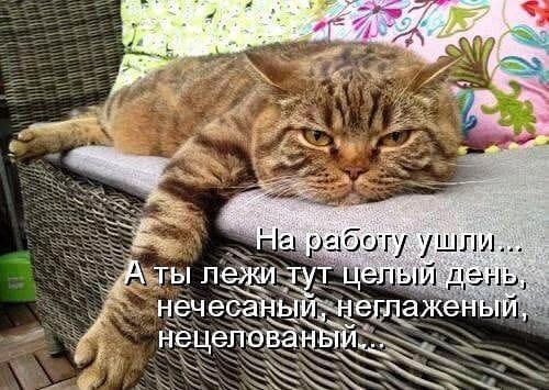 Муркотушки! демотиваторы,животные,позитив,Смешные животные