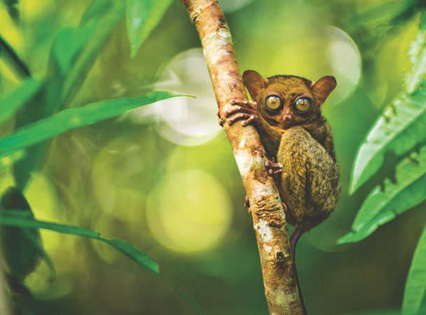 Фантастические твари и где они обитают