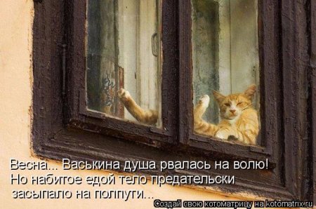 Апрельские котоматрицы