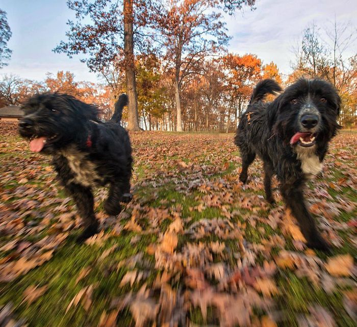 Travel-With-Two-Homeless-Dogs-Jordan-Kahana