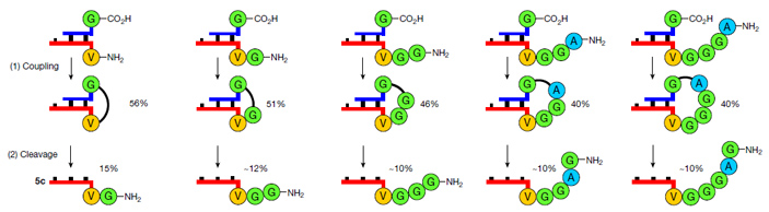 Рис. 3. Удлинение пептидной цепочки на РНК-акцепторе