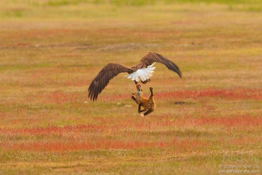 wildlife-photography-eagle-fox-fighting-over-rabbit-kevin-ebi-12-5b0661fa2ab13__880.jpg