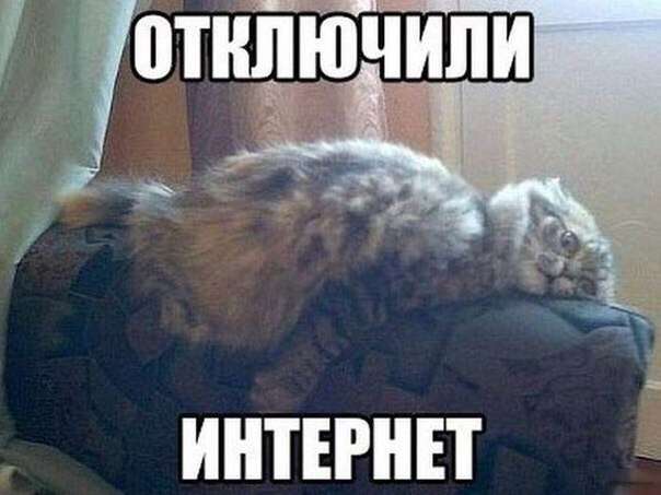 Забавный котопозитив