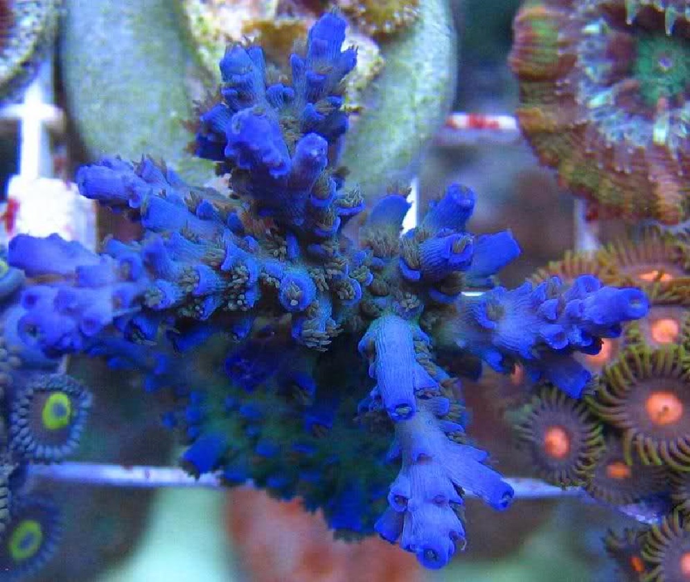 Тибетский морской цветок. Морские цветы. Подводные цветы. Морские растения синие. Подводные цветущие растения.