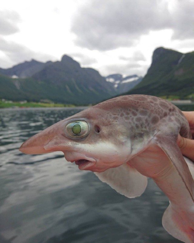 Ни грамма фотошопа 