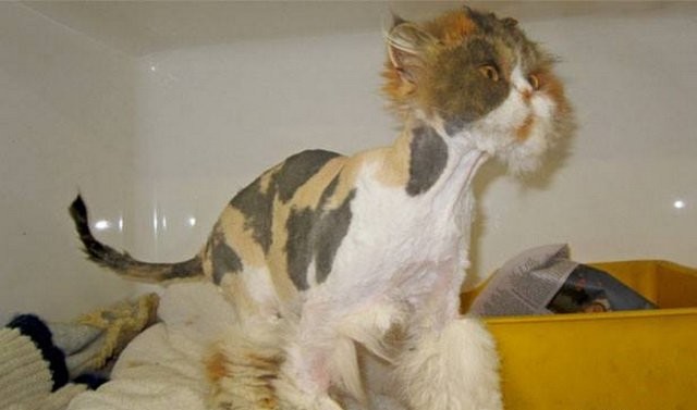 Мой хозяин... ну вы поняли животные, кошки, прикол, фото, хозяева, юмор