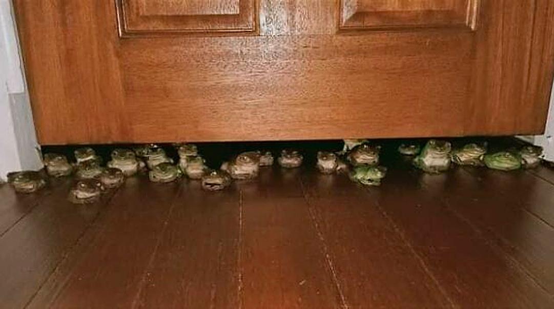 Смешные фото животных с очень грозным видом evergreen,format-article,noindex,Развлечения