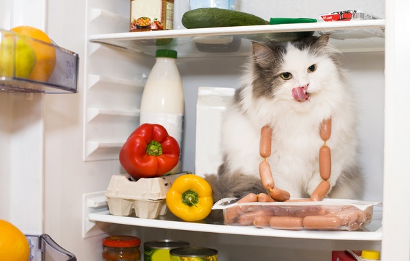 Британцев за попытки сделать из кошек вегетарианцев могут привлечь к ответственности