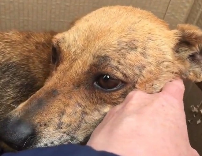 Больная собака