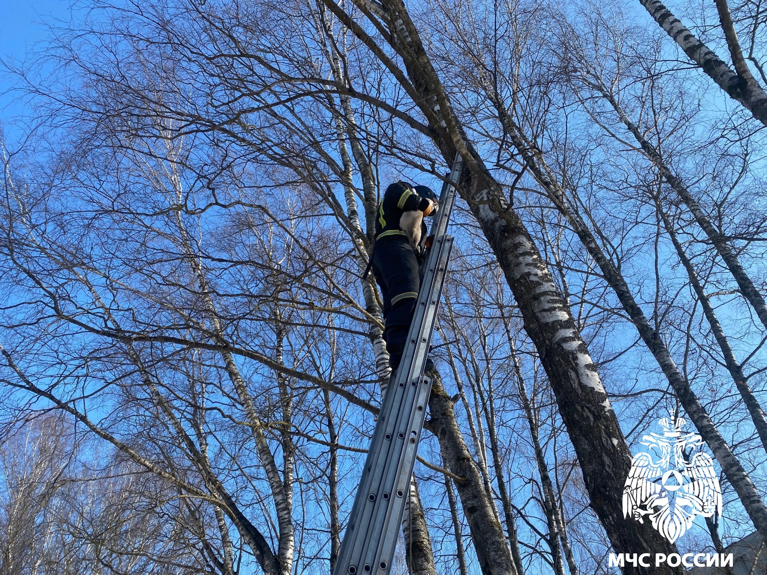 В Бежецке сотрудники МЧС спасли кота, забравшегося на березу