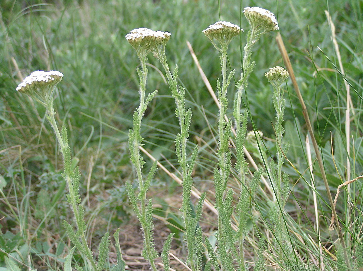 Тысячелистник щетинистый — Achillea setacea