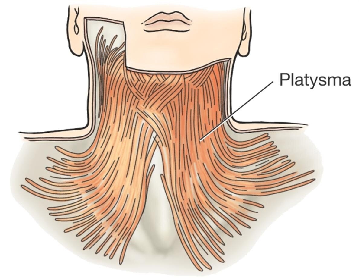 Platysma анатомия