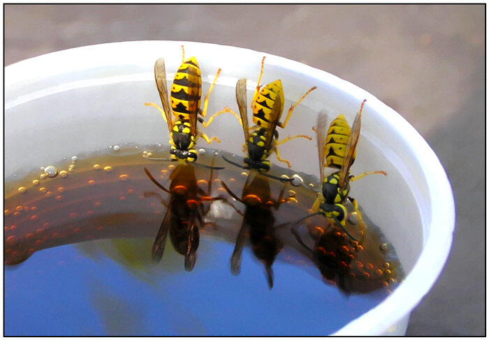 Как украинский хомут удавил СССР