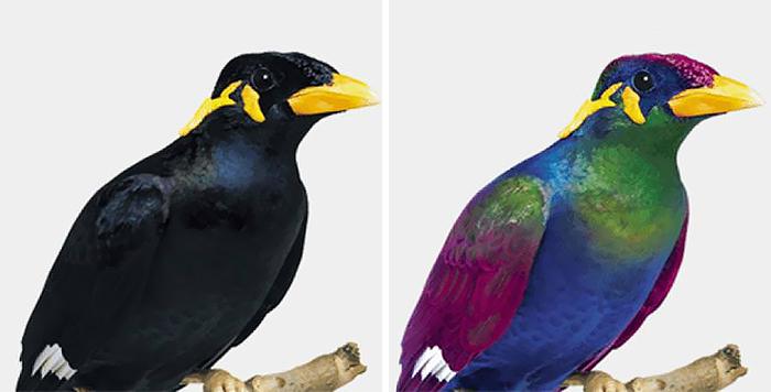 Вот как птицы видят мир по сравнению с людьми зрение,интересное,природа,птицы,факты