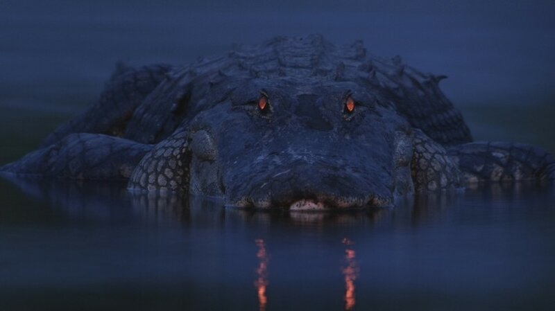 Парень сделал снимок ночного болота и увидел,что был там не один животные, крокодилы, природа, фото