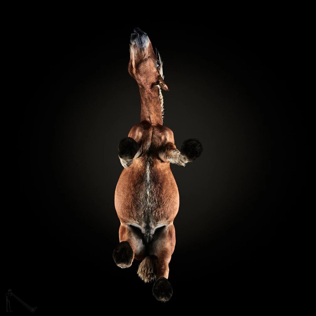 Под лошадью — необычная и забавная фотосессия проект, «Underlook», снизу, большой, самый, точки, лошадей, Андриус, только, «UnderCats», количество, животные, кошек, зрения, проекта, начался, «UnderHorse», которая, собаками, называлась